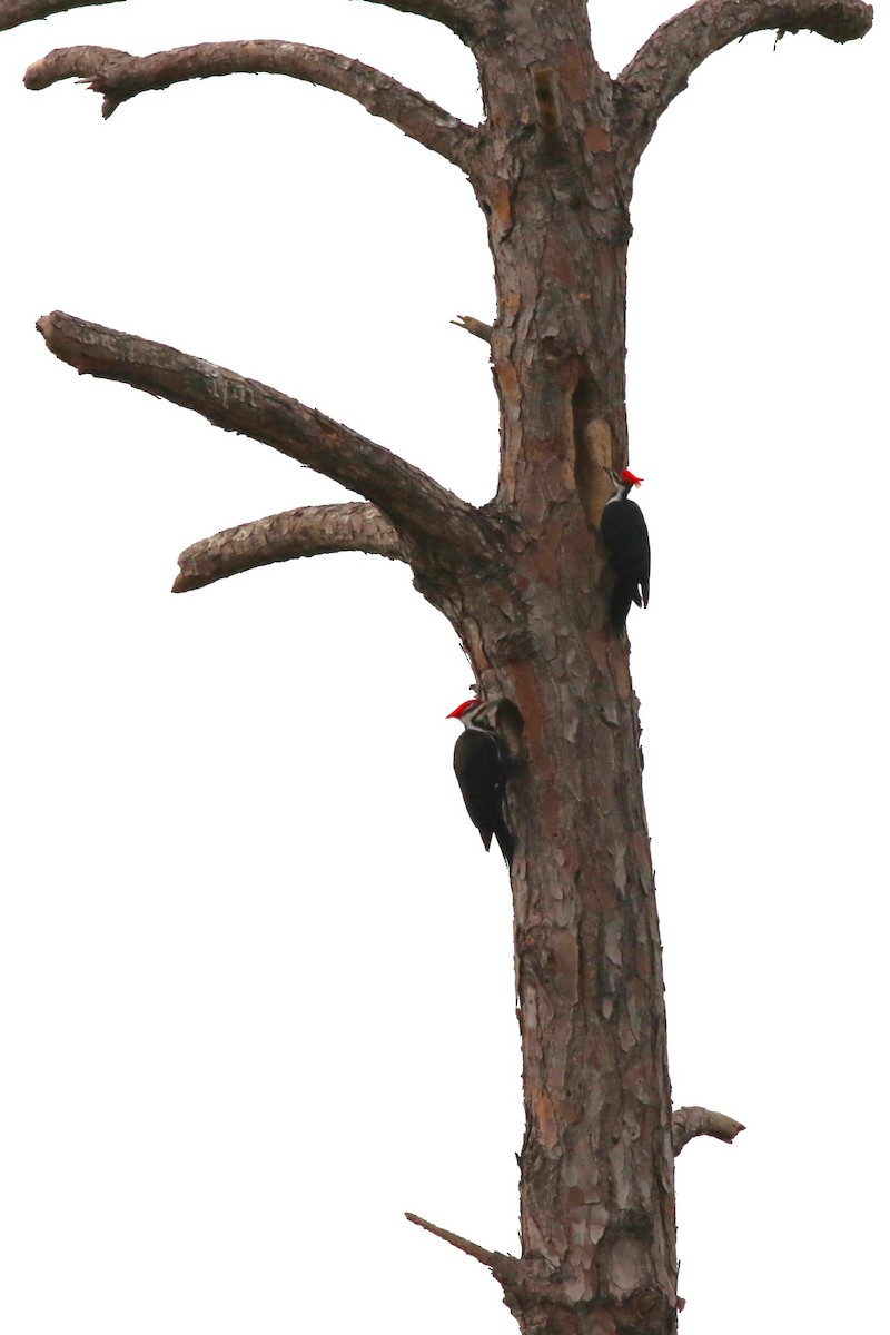 Pileated Woodpecker - ML646304403