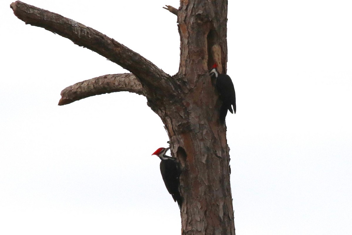 Pileated Woodpecker - ML646304404