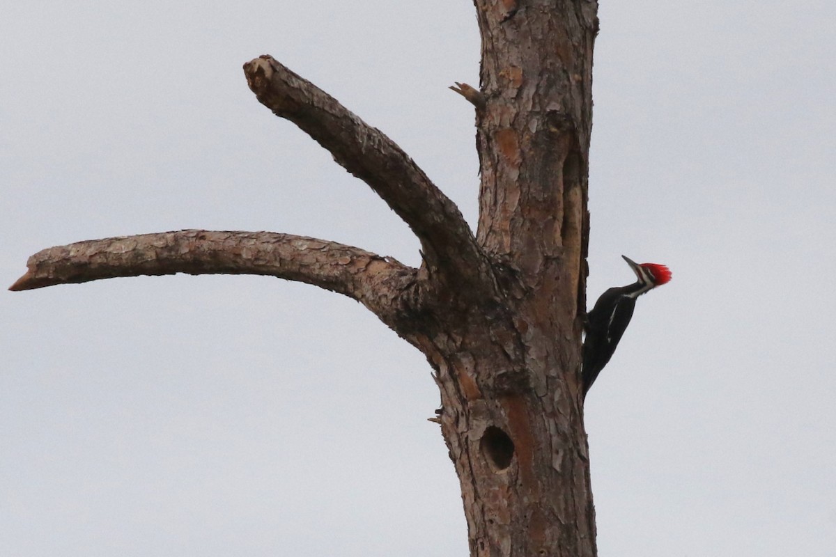 Pileated Woodpecker - ML646304405
