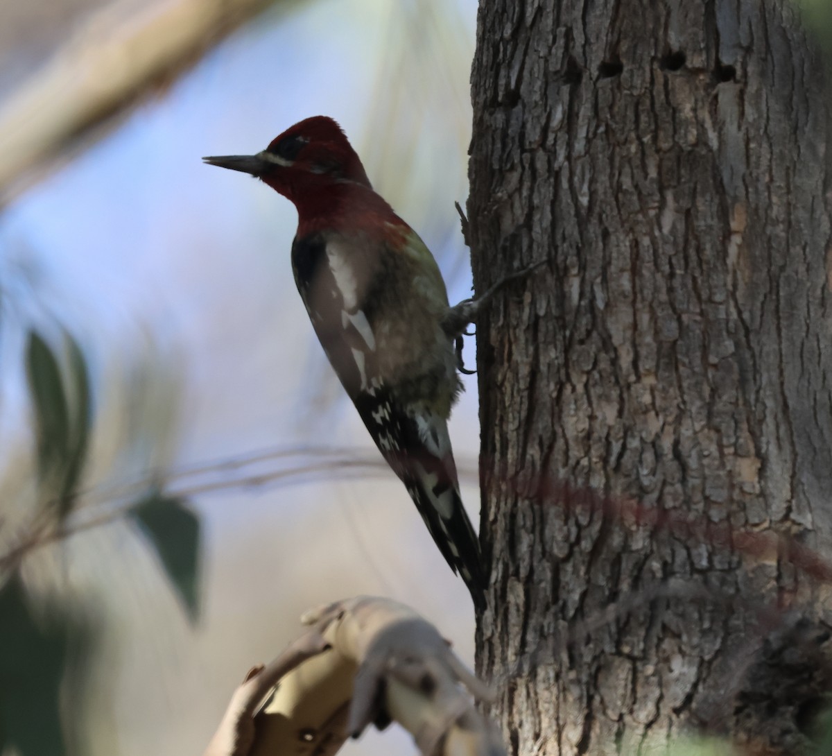 Red-breasted Sapsucker - ML646304406