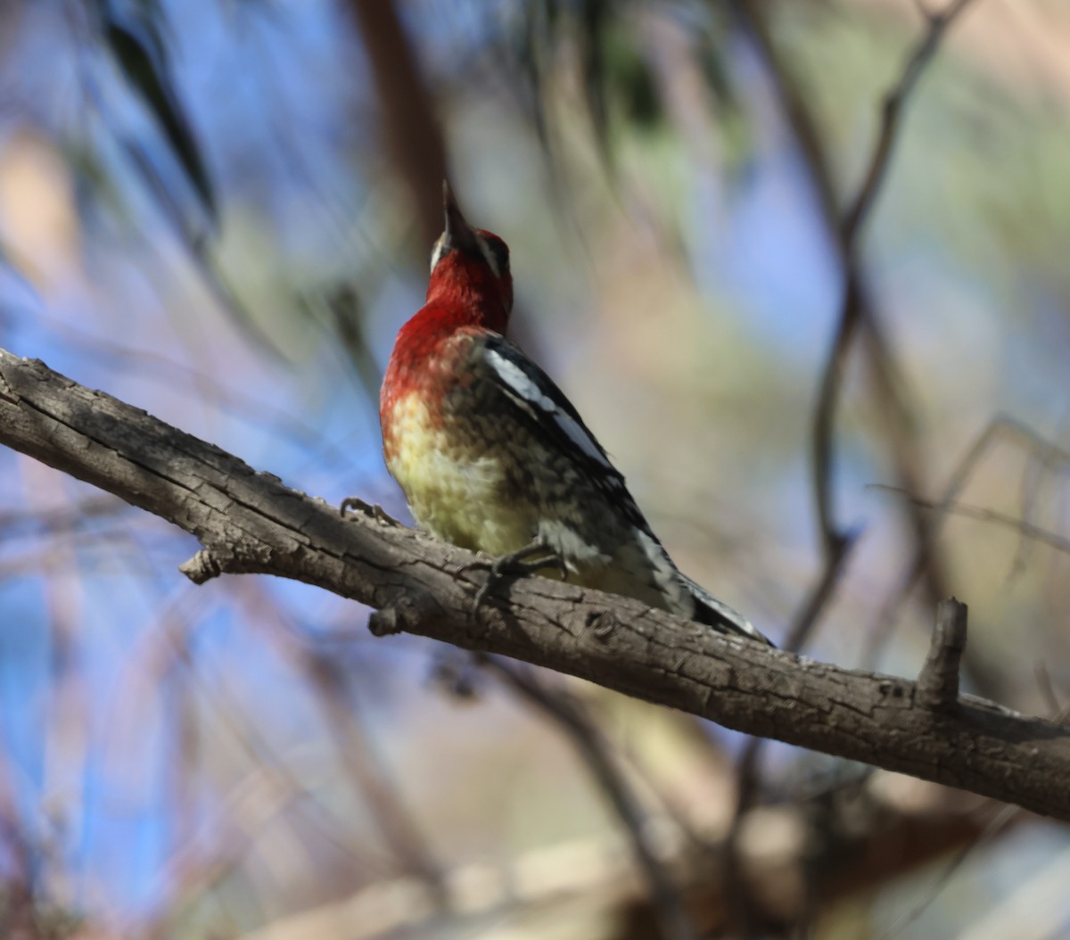 Red-breasted Sapsucker - ML646304407
