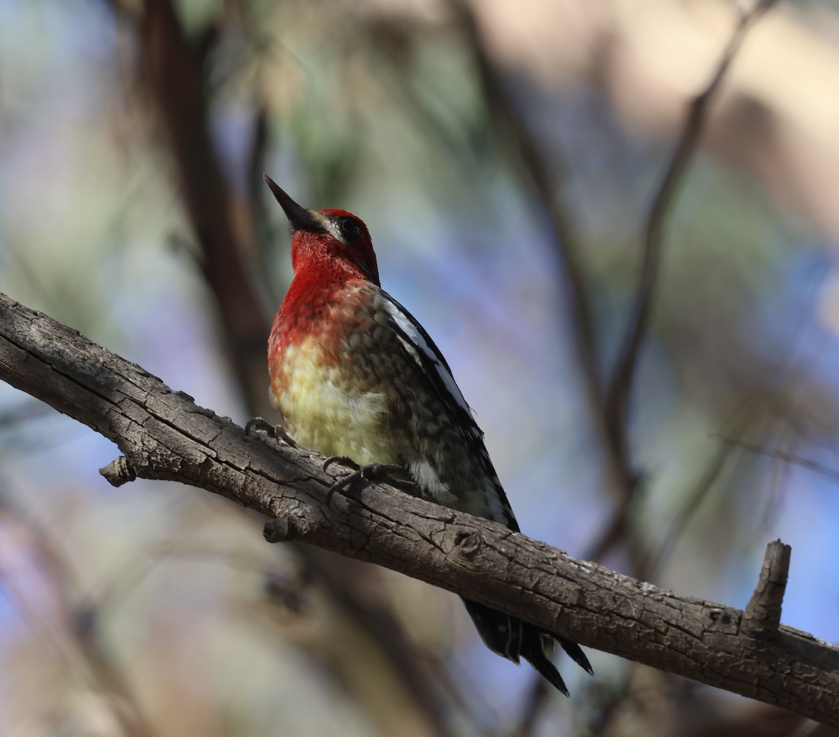 Red-breasted Sapsucker - ML646304408