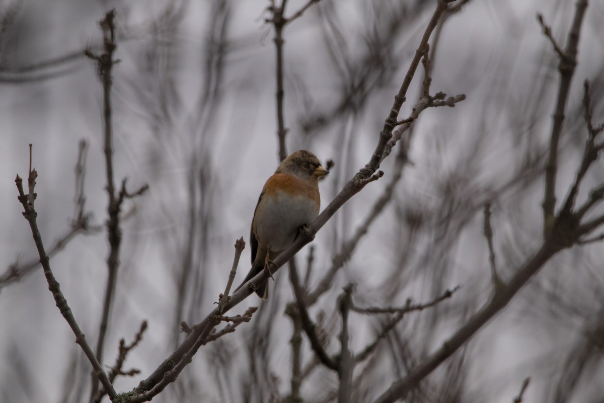 Brambling - ML646304409