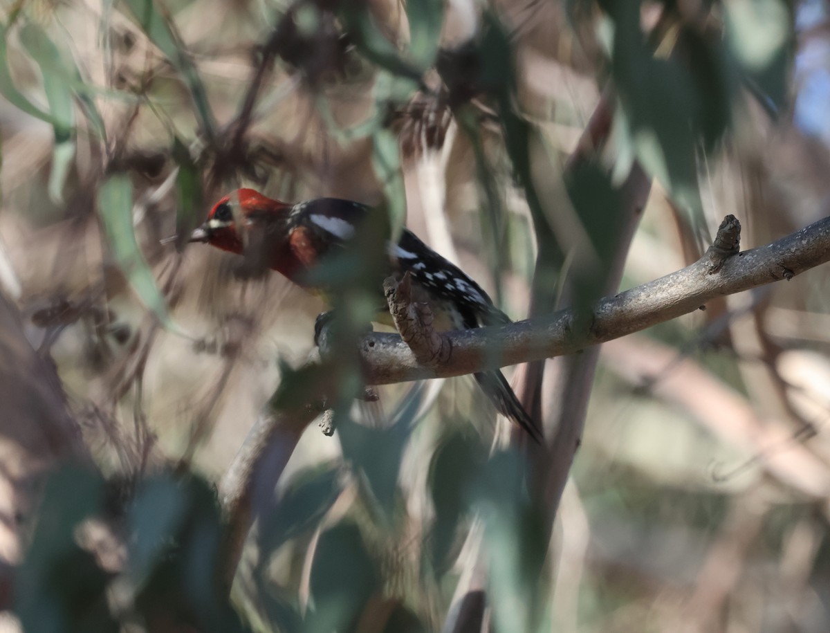 Red-breasted Sapsucker - ML646304410