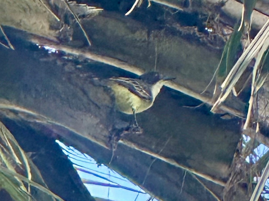 Loggerhead Kingbird - ML646304411