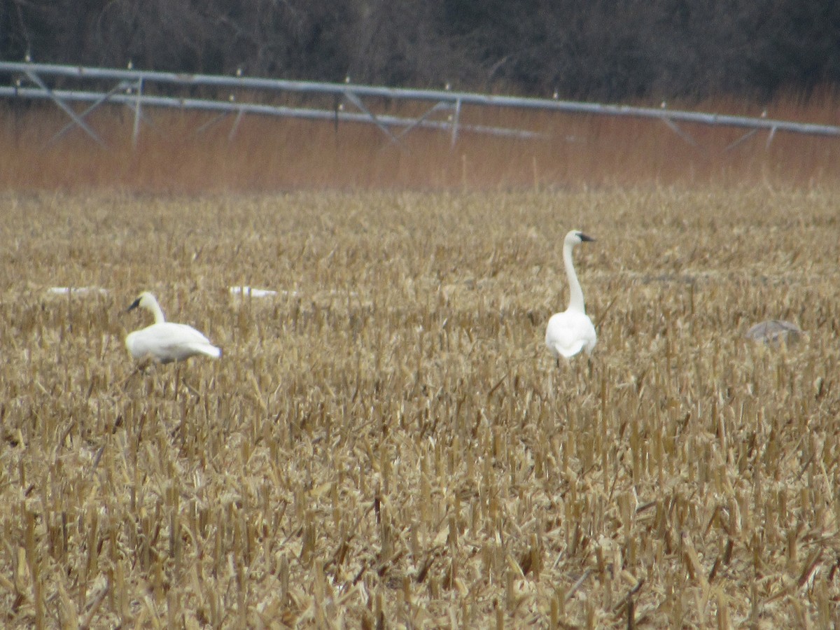 Trumpeter Swan - ML646304412