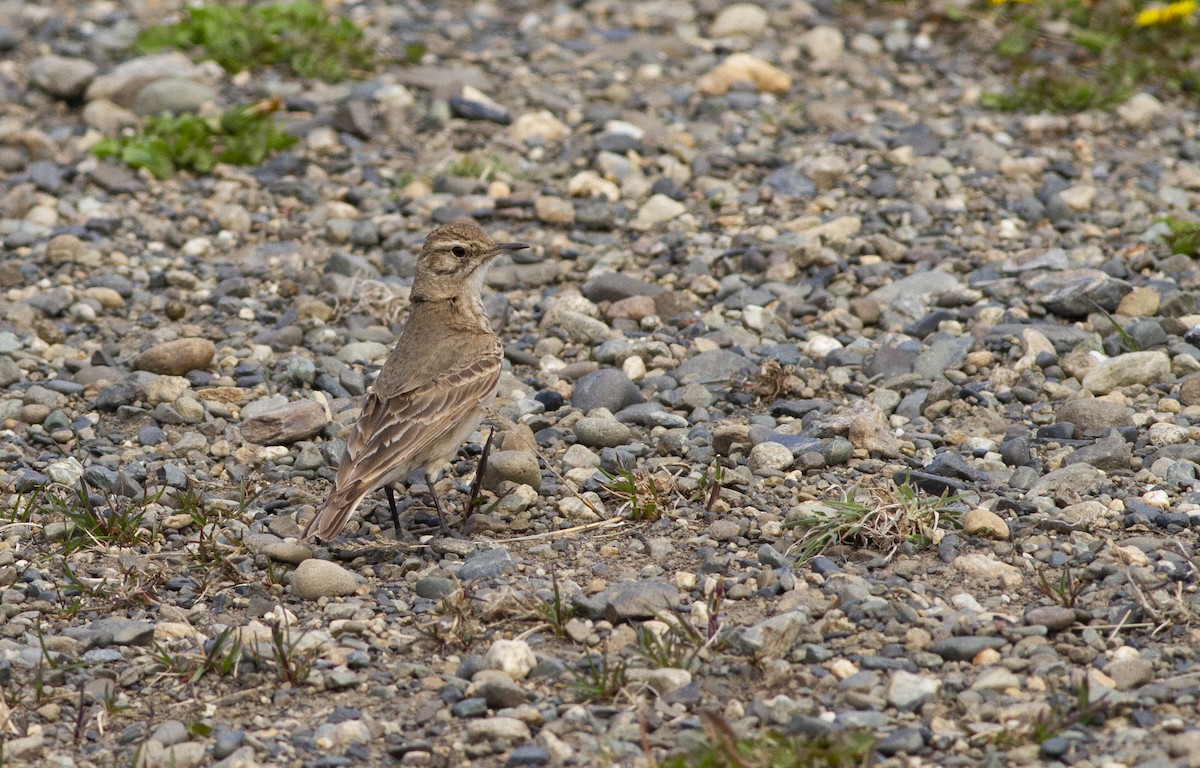 Common Miner (Patagonian) - ML646304413