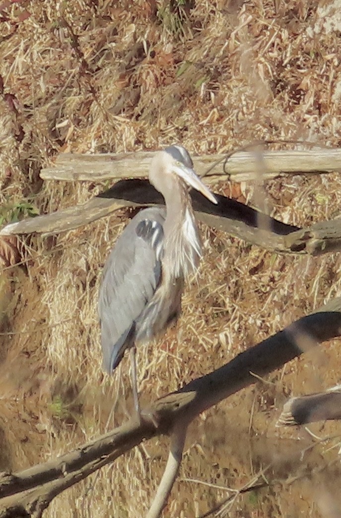 オオアオサギ - ML646304414