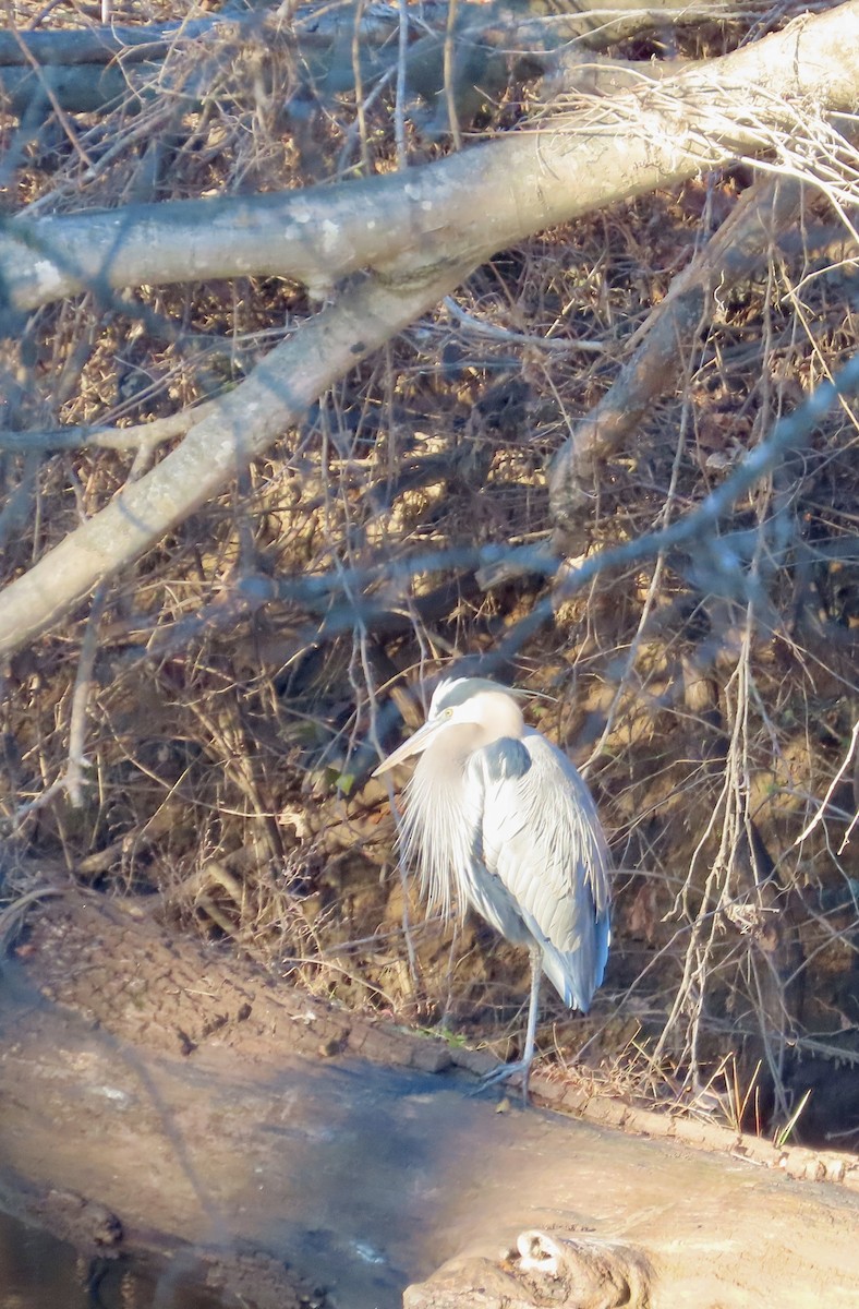 オオアオサギ - ML646304415