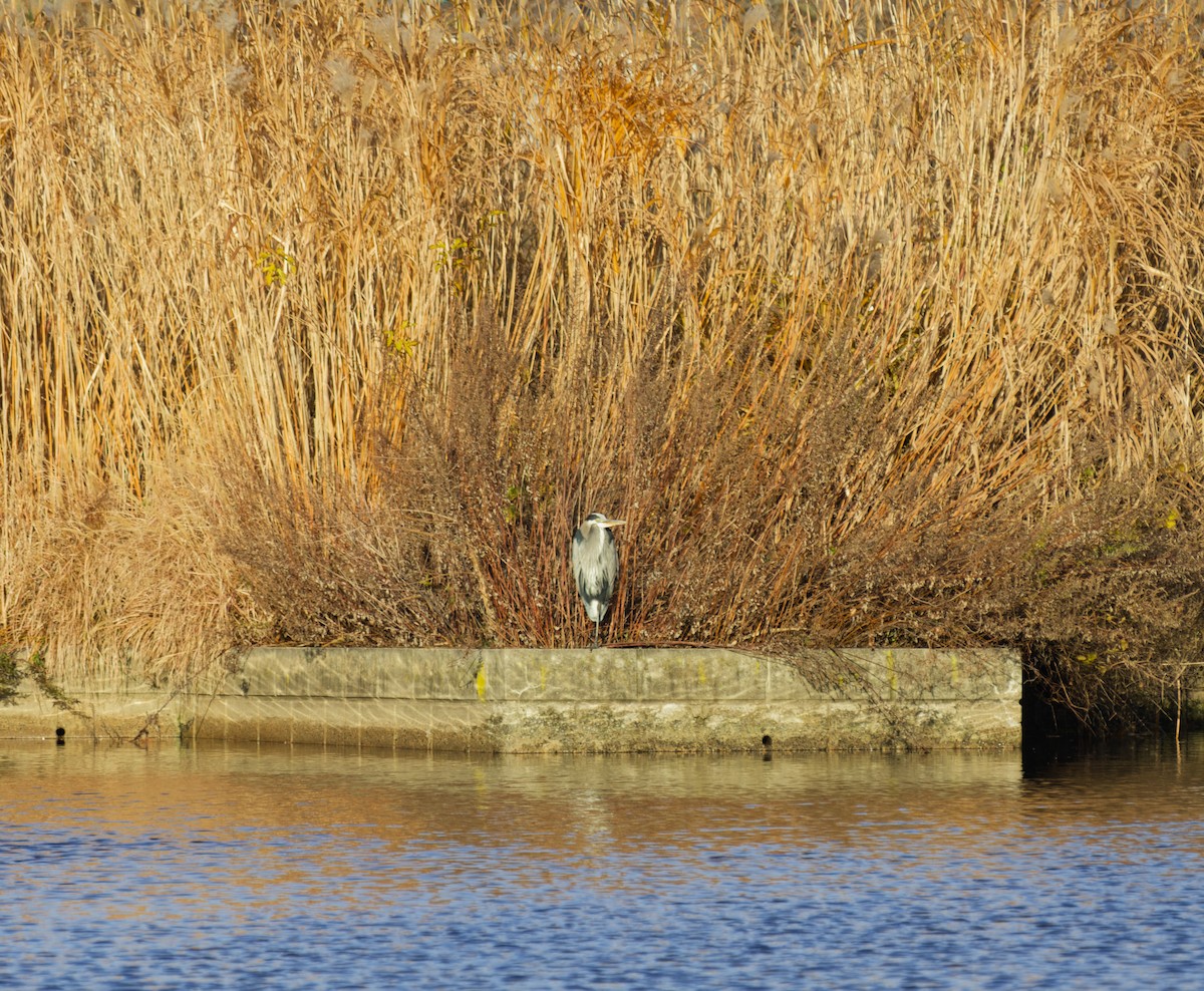 Great Blue Heron - ML646304416