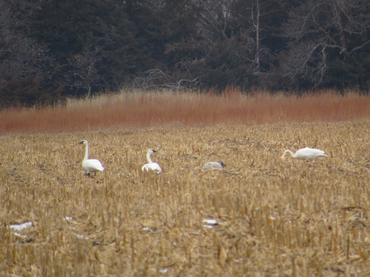 Trumpeter Swan - ML646304418