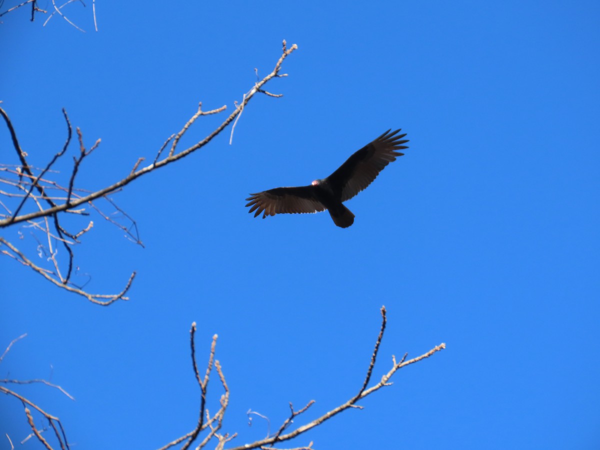 ヒメコンドル - ML646304419