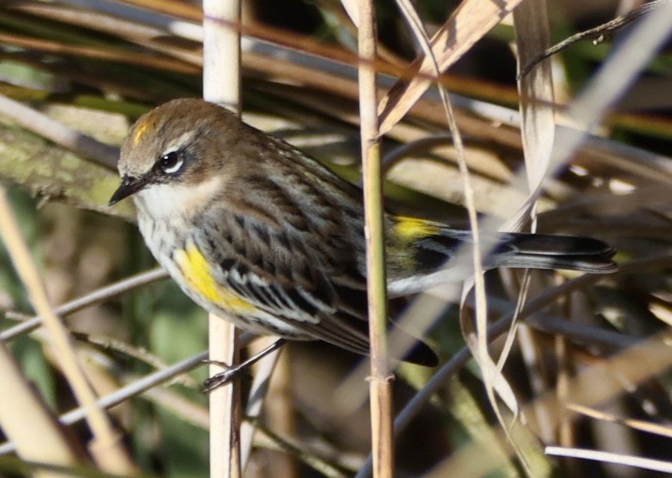 Yellow-rumped Warbler (Myrtle) - ML646304420