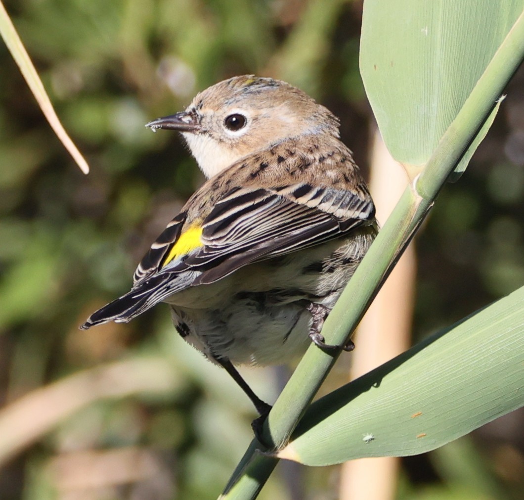 Yellow-rumped Warbler (Myrtle) - ML646304421