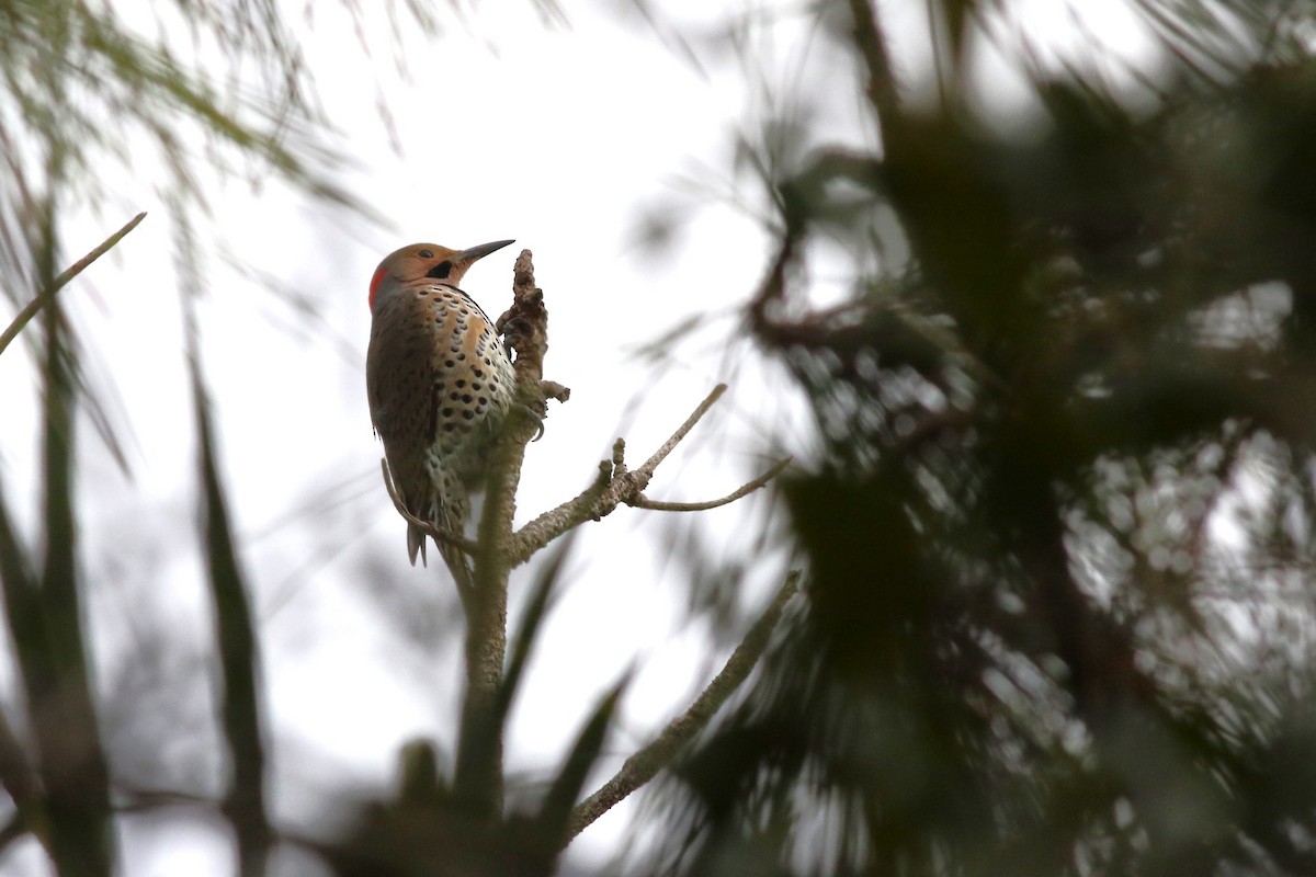 Northern Flicker (Yellow-shafted) - ML646304423