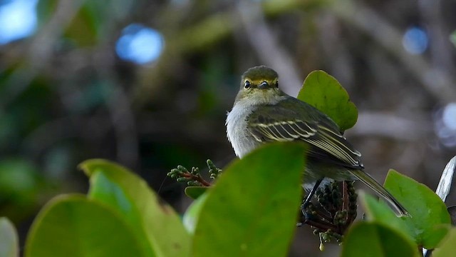 Golden-faced Tyrannulet - ML646304424