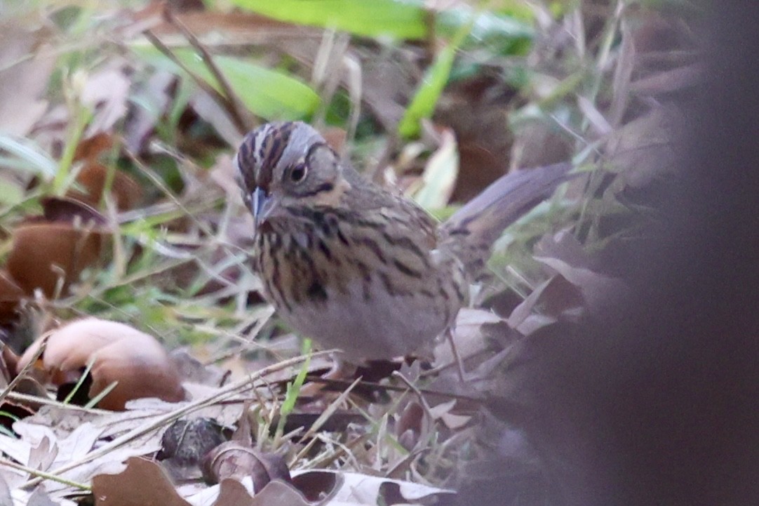 Lincoln's Sparrow - ML646304425