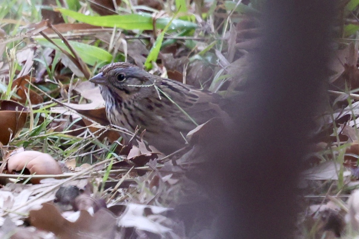 Lincoln's Sparrow - ML646304426