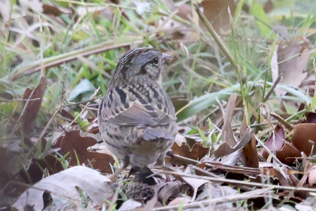 Lincoln's Sparrow - ML646304427