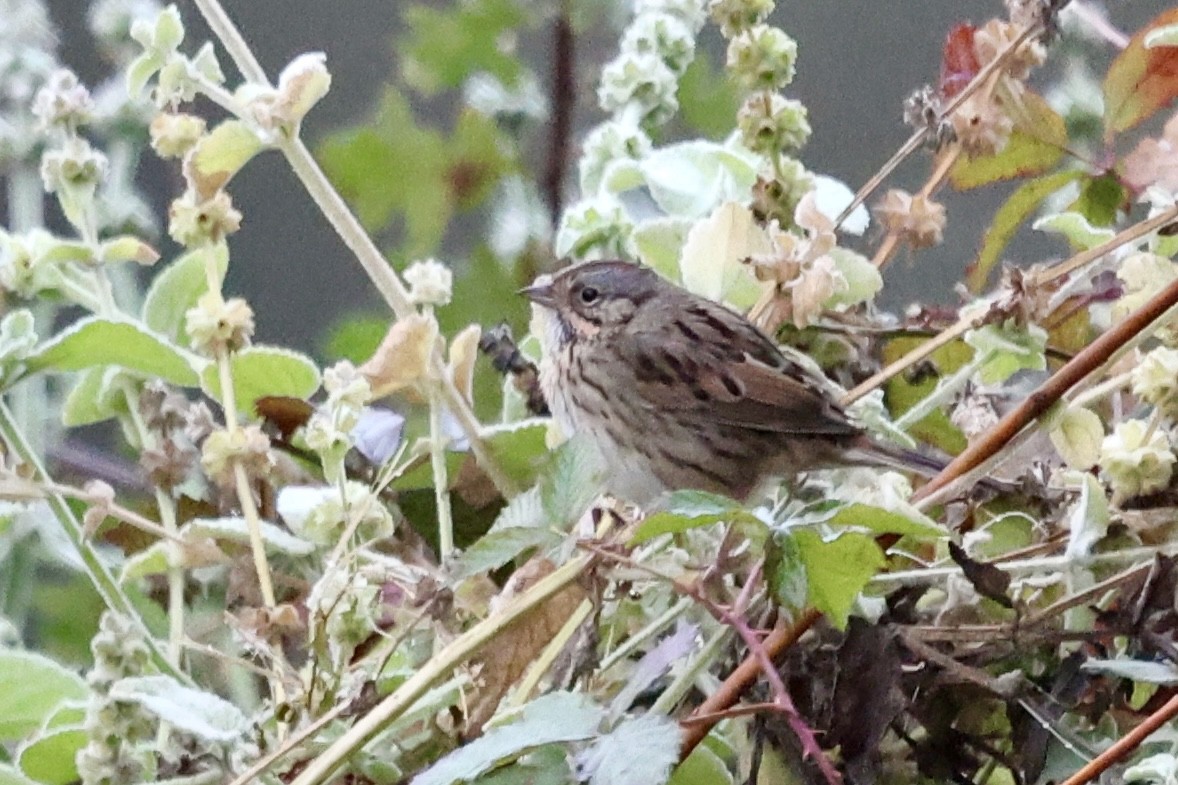 Lincoln's Sparrow - ML646304428