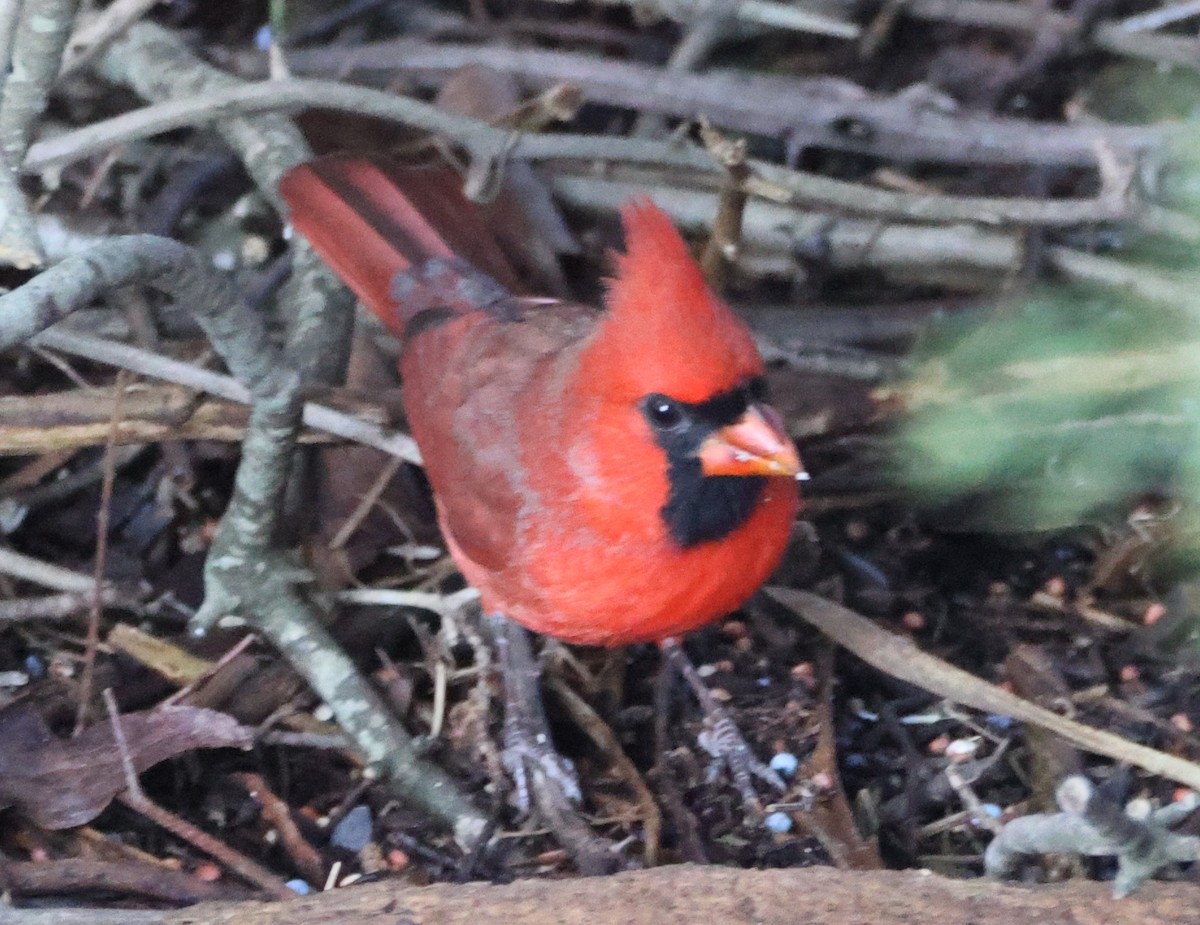 Northern Cardinal - ML646304430