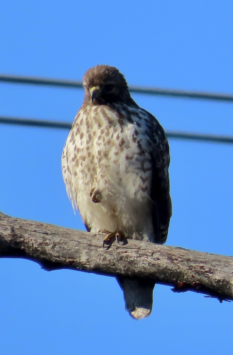 カタアカノスリ - ML646304431