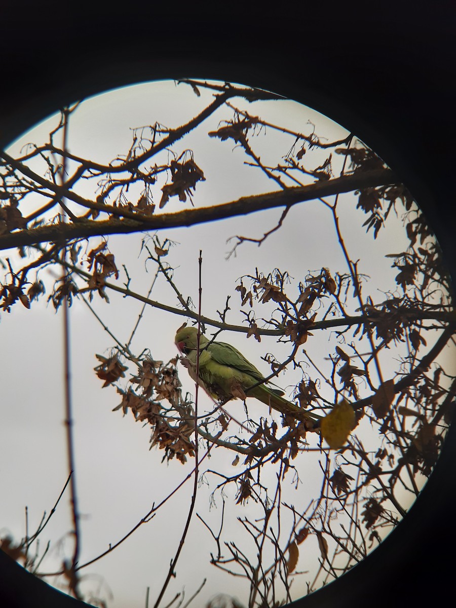 Rose-ringed Parakeet - ML646304432