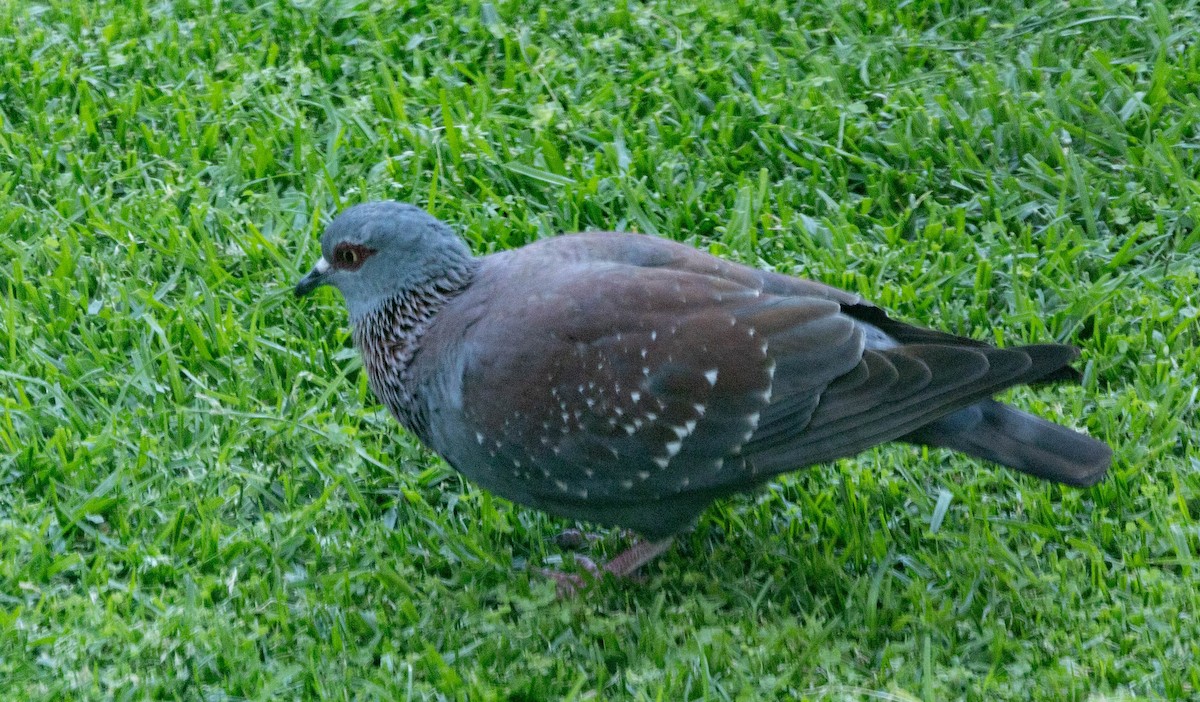 Speckled Pigeon - ML646304436