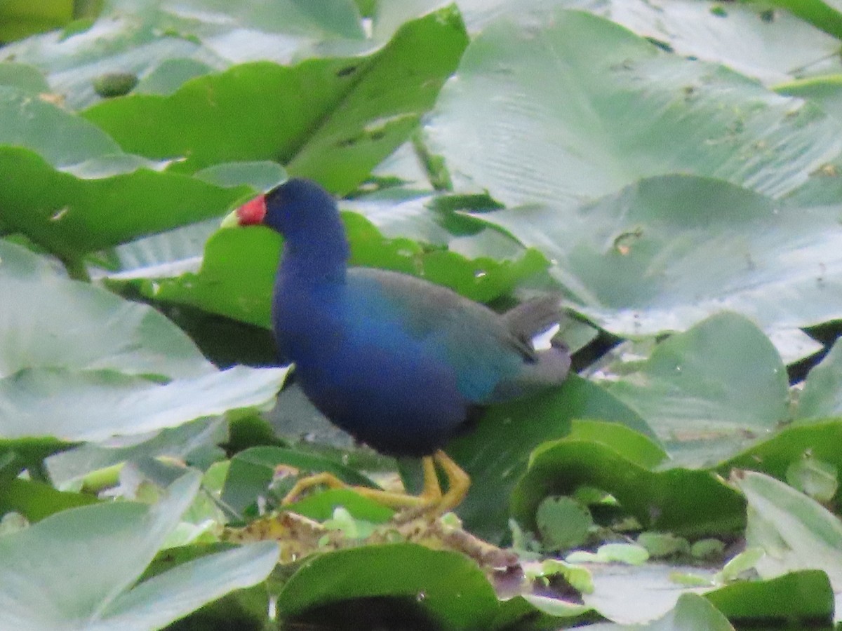 slípka žlutonohá - ML646304437