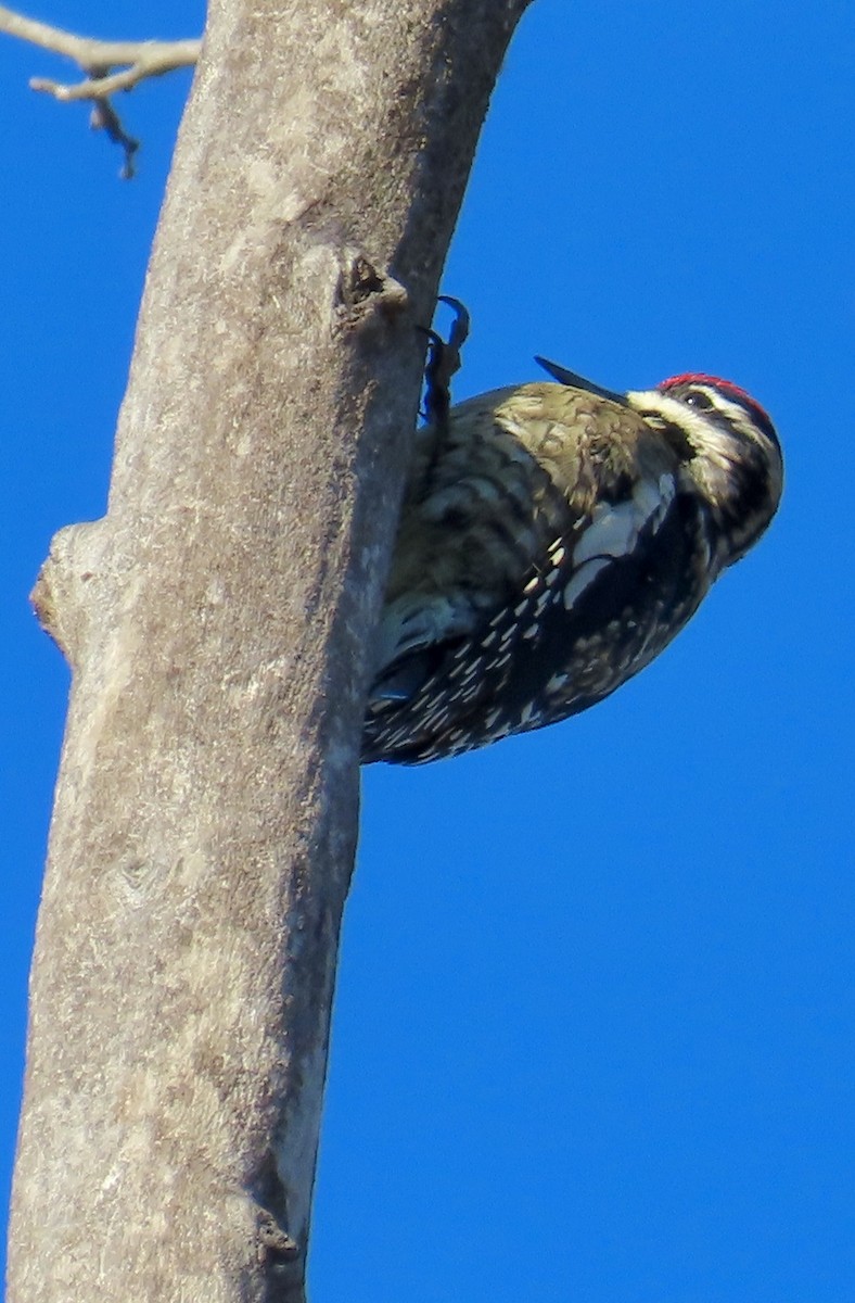Yellow-bellied Sapsucker - ML646304438