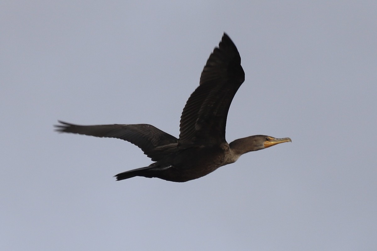 Double-crested Cormorant - ML646304443
