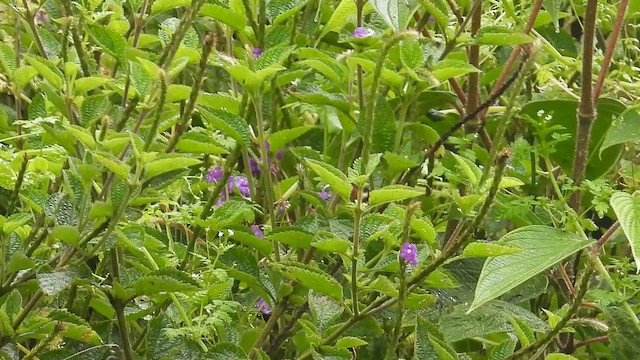 Колібрі-іскринка рубіновогорлий - ML646304448