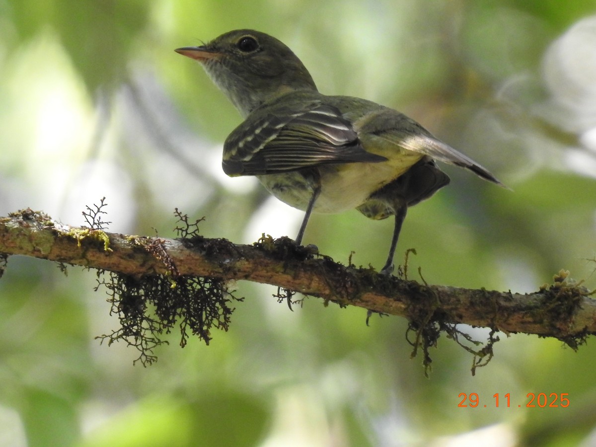 Olivaceous Elaenia - ML646304449