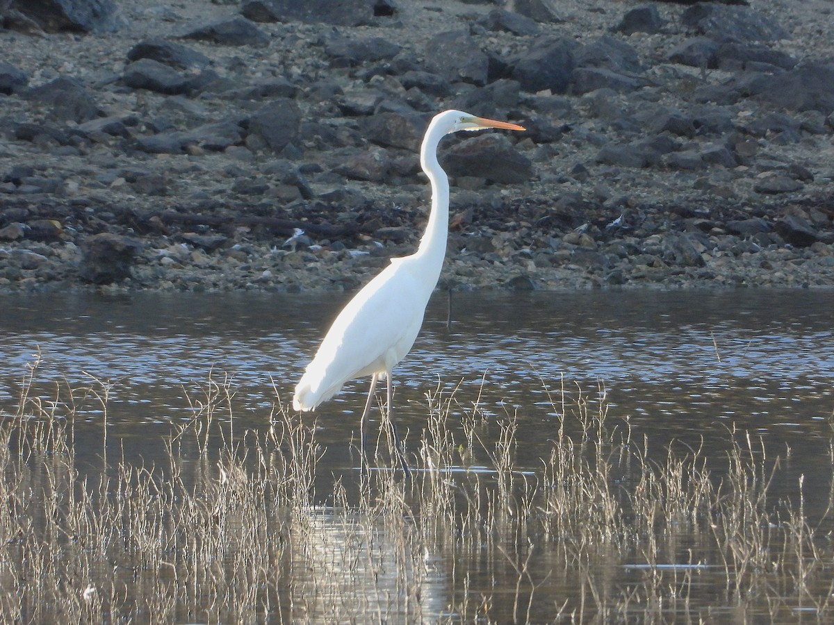 Great Egret - ML646304450