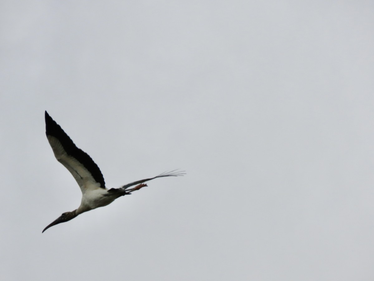 nesyt americký - ML646304453