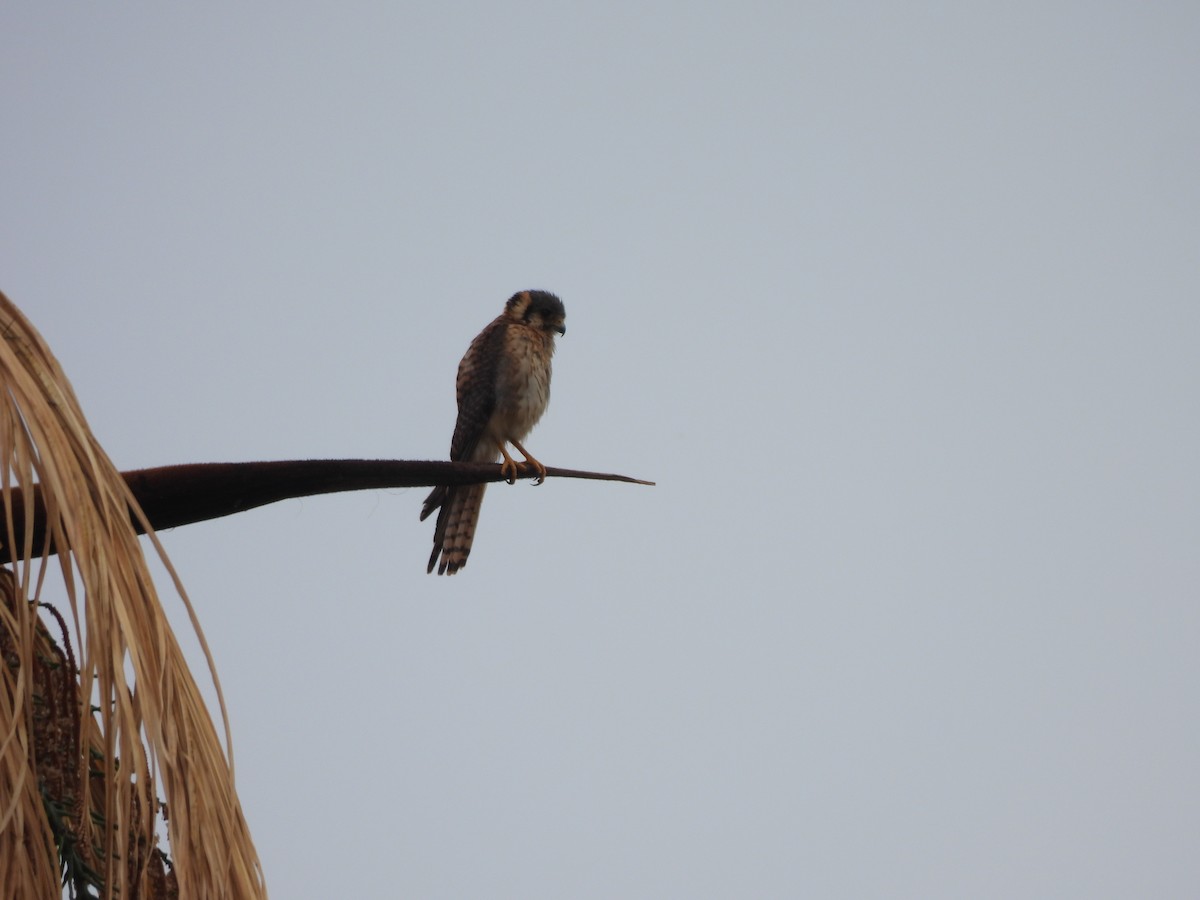 アメリカチョウゲンボウ - ML646304455