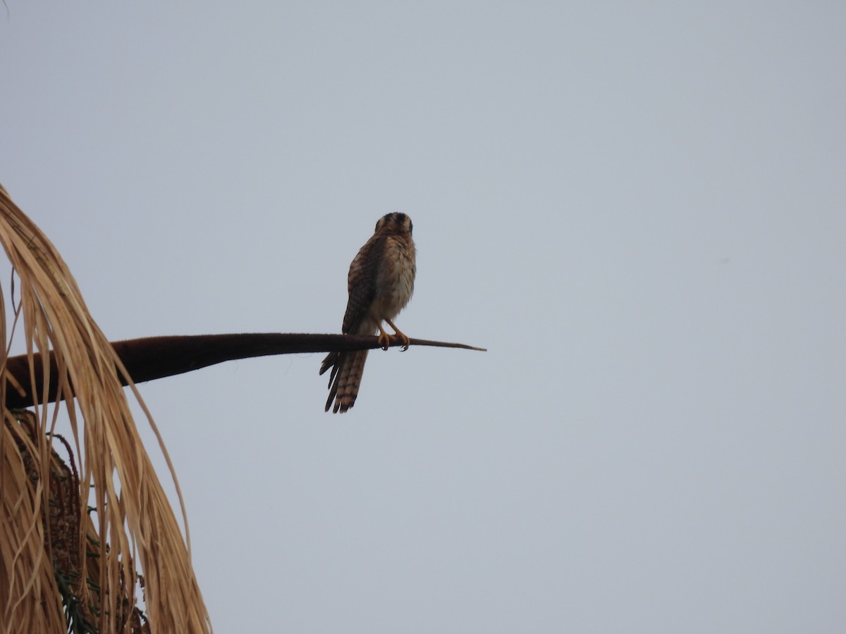 アメリカチョウゲンボウ - ML646304456