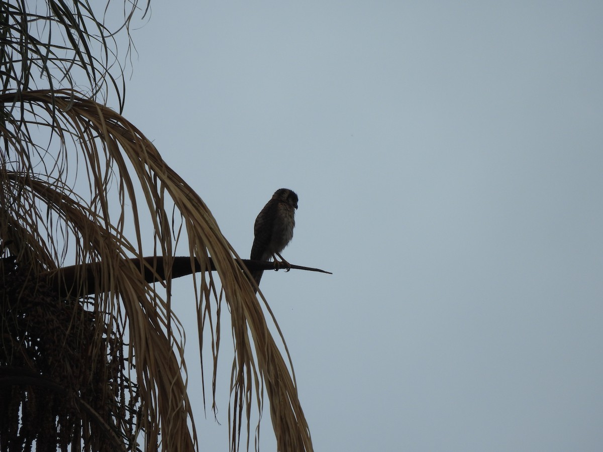 アメリカチョウゲンボウ - ML646304457