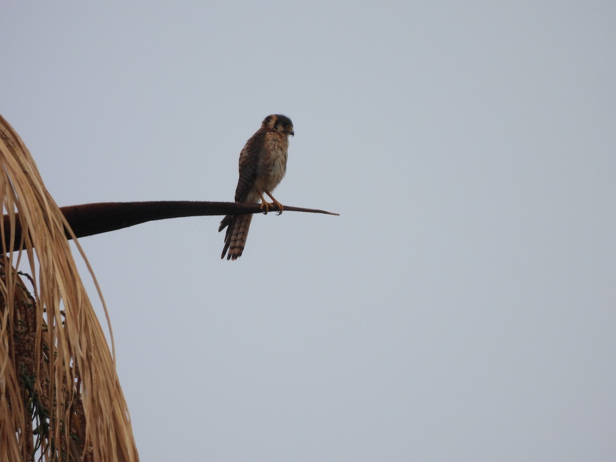 アメリカチョウゲンボウ - ML646304458