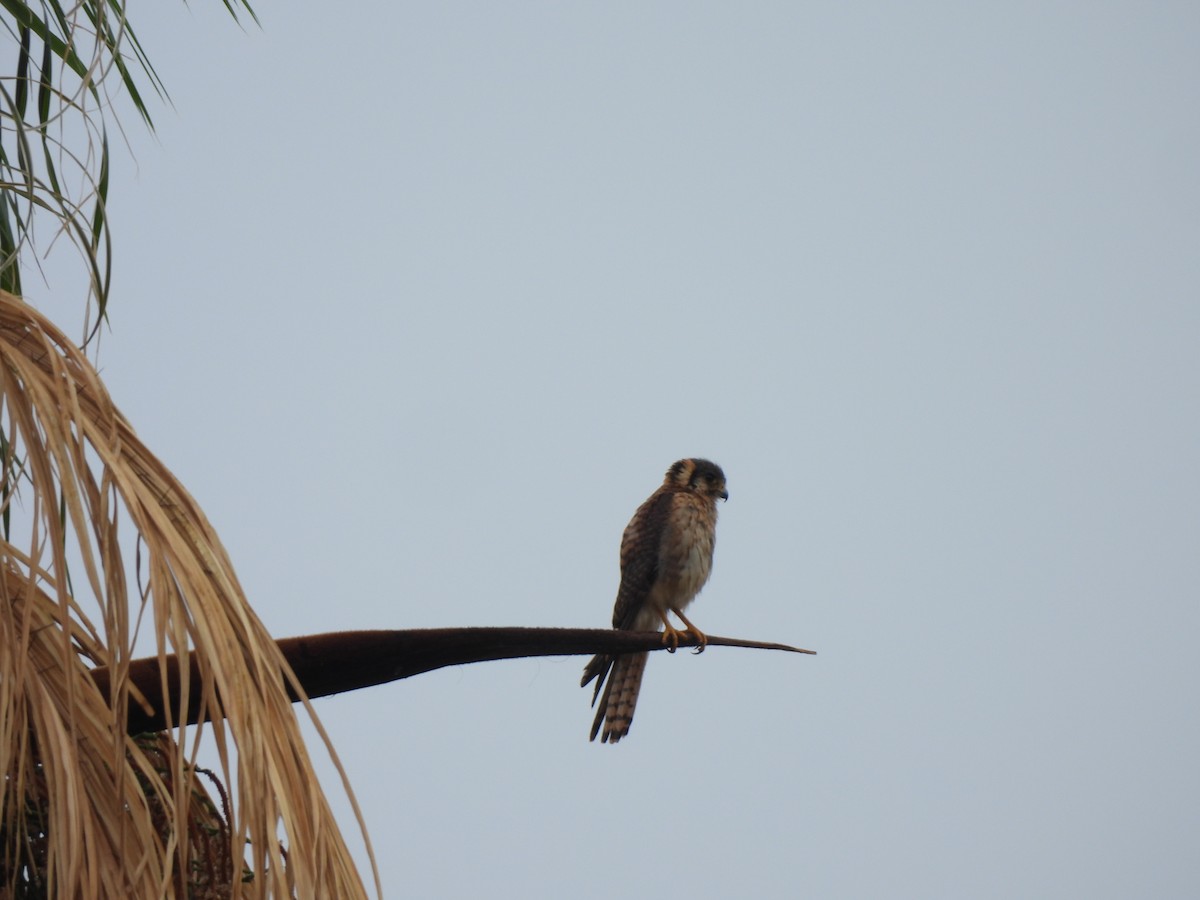 アメリカチョウゲンボウ - ML646304459