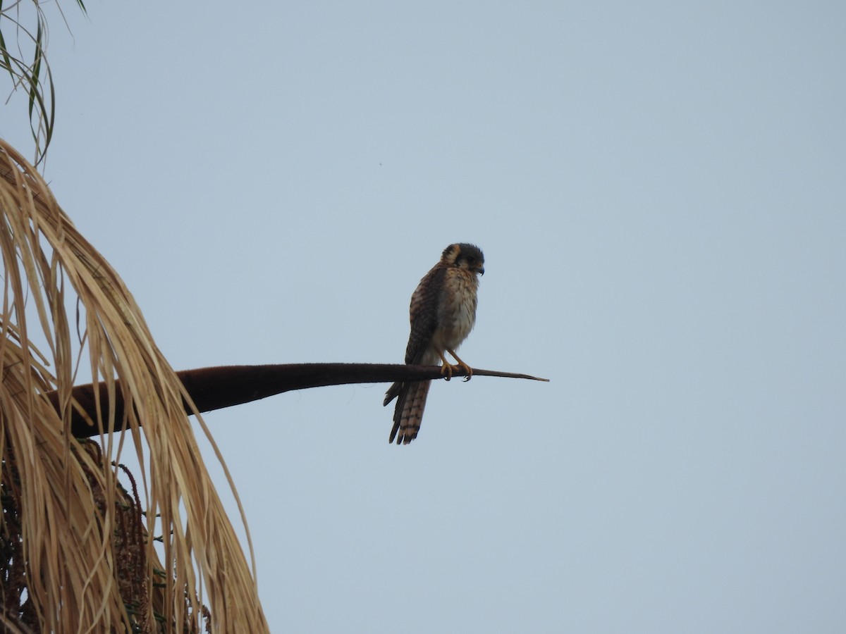 アメリカチョウゲンボウ - ML646304460