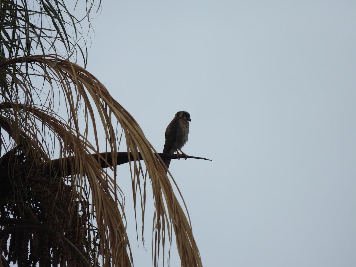 アメリカチョウゲンボウ - ML646304461