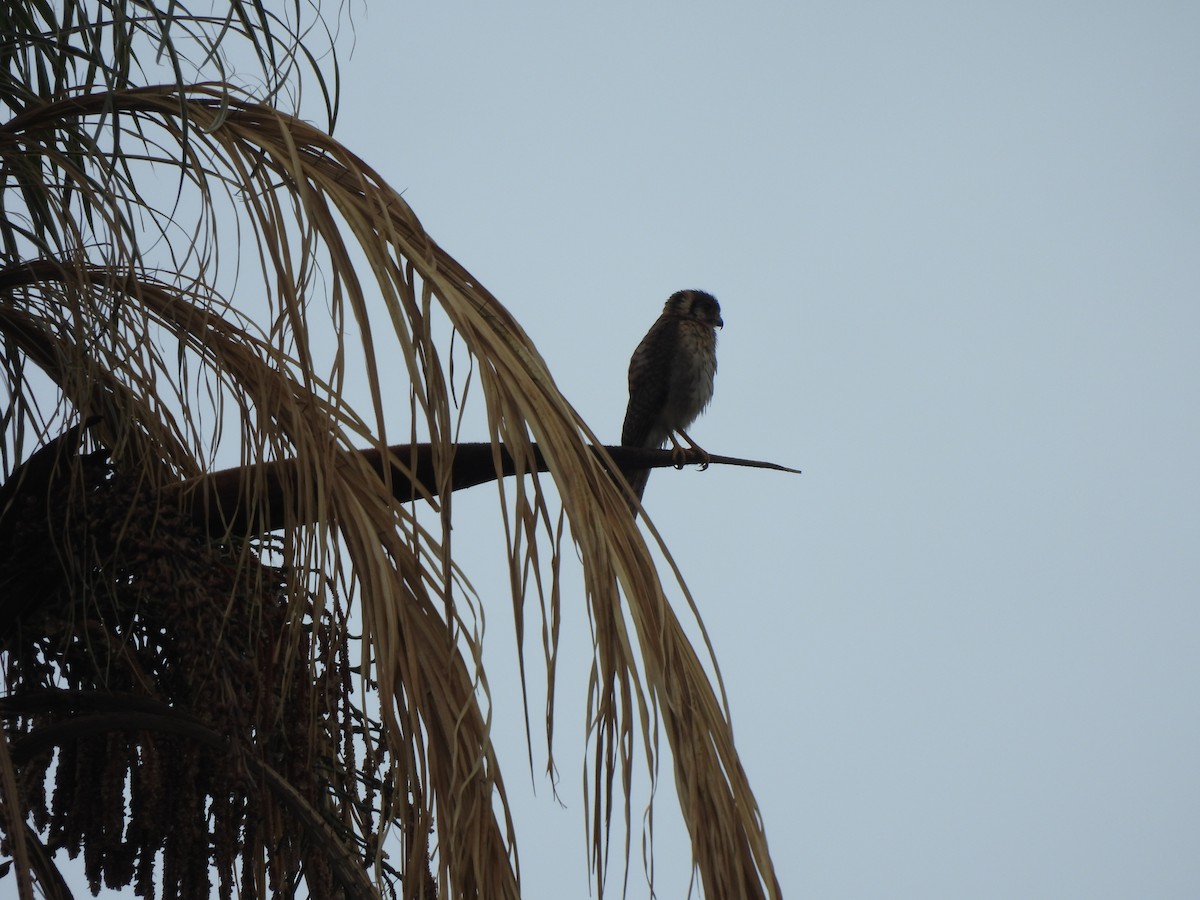 アメリカチョウゲンボウ - ML646304462