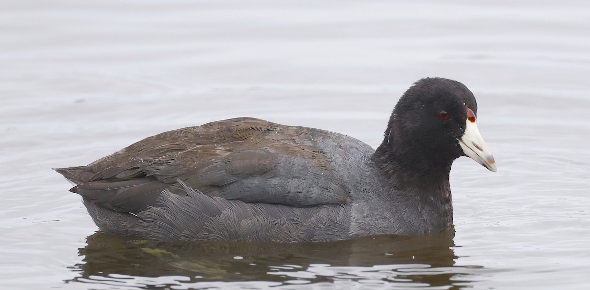 American Coot - ML646304463