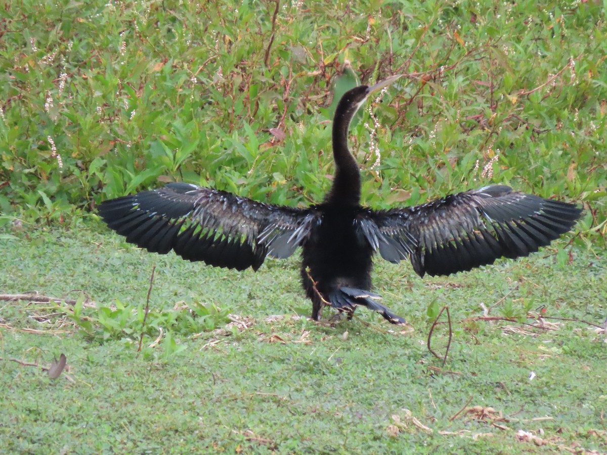 アメリカヘビウ - ML646304465