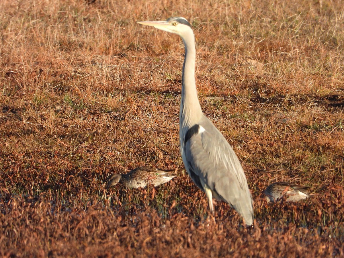 Gray Heron - ML646304466