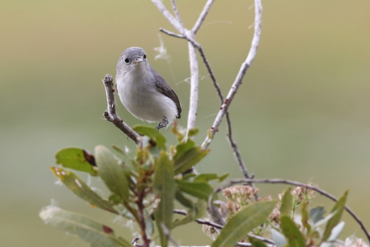 ブユムシクイ - ML646304468