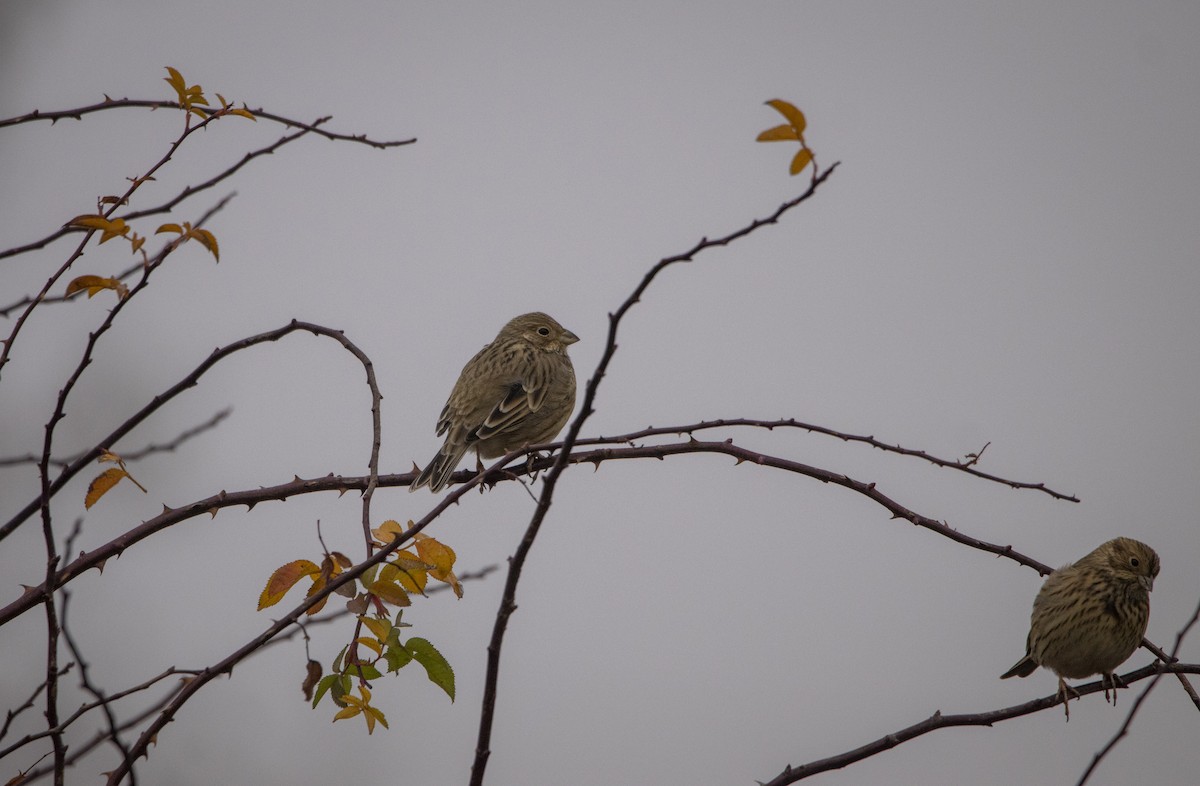 ハタホオジロ - ML646304469