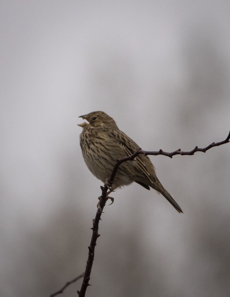 ハタホオジロ - ML646304470