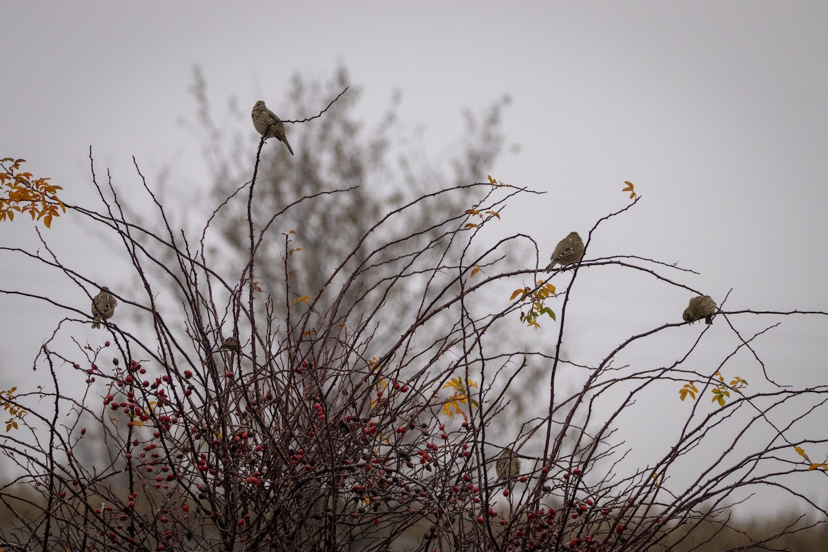 ハタホオジロ - ML646304471